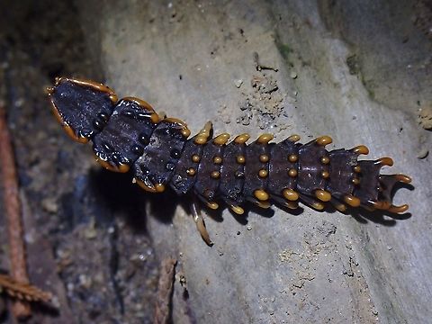 Trilobite Beetle Female Net-Winged Beetle Beetle,Malaysia,Net-Winged Beetle,Penang,Platerodrilus ngi,Trilobite Beetle