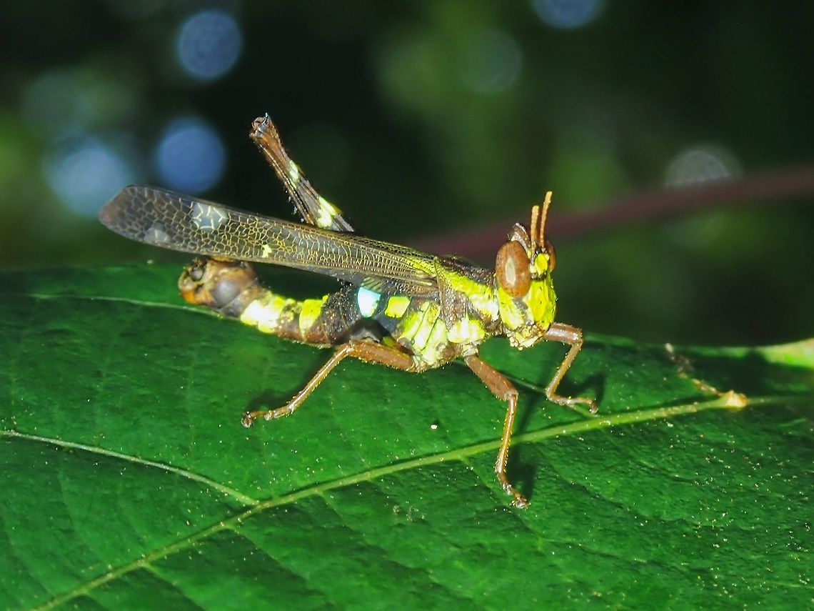 Monkey Grasshopper - Erianthus versicolor  Erianthus versicolor,Grasshopper,Malaysia,Monkey Grasshopper,Penang