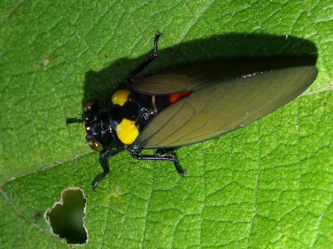 Golden Black Cicada - Huechys fusca  Cicada,Golden Black Cicada,Huechys fusca,Malaysia,Penang