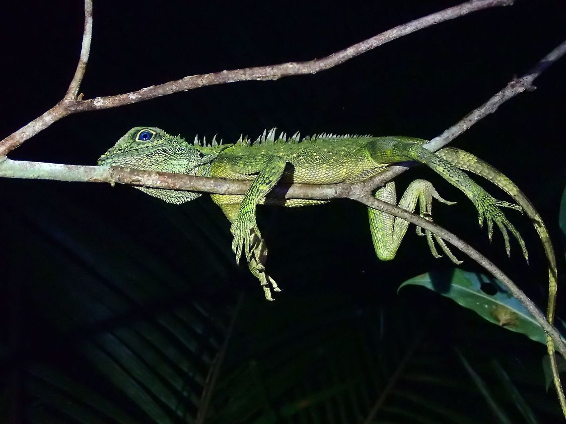 Lazy Lizard  Angle-Headed Lizard,Bell's Angle-Headed Lizard,Gonocephalus bellii,Lizard,Malaysia,Penang