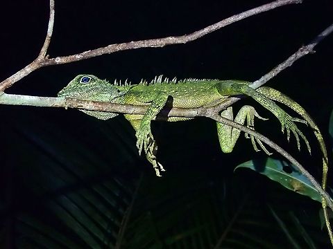 Lazy Lizard  Angle-Headed Lizard,Bell's Angle-Headed Lizard,Gonocephalus bellii,Lizard,Malaysia,Penang