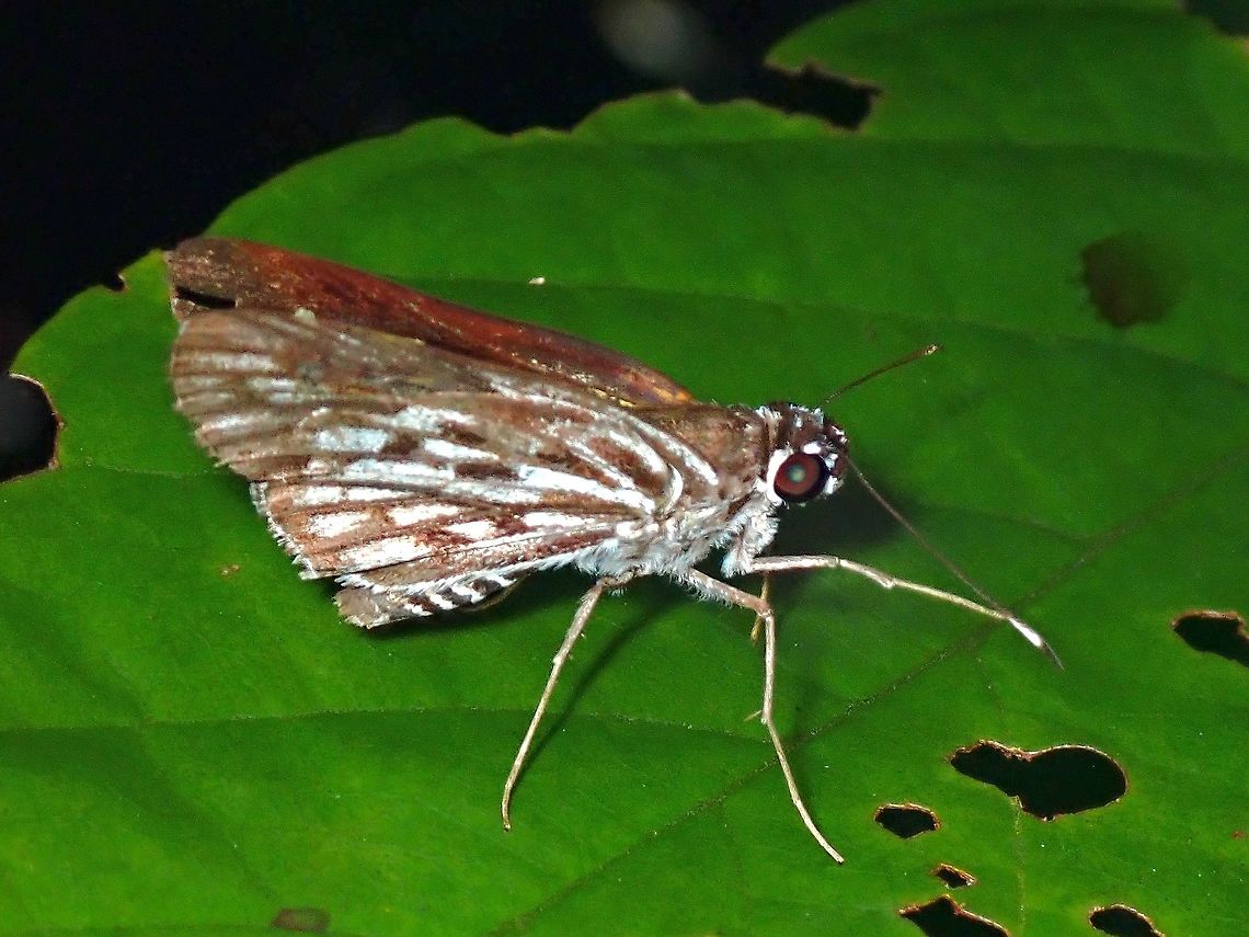 Chequered Lancer - Plastingia naga  Butterfly,Chequered Lancer,Malaysia,Penang,Plastingia naga,Skipper Butterfly