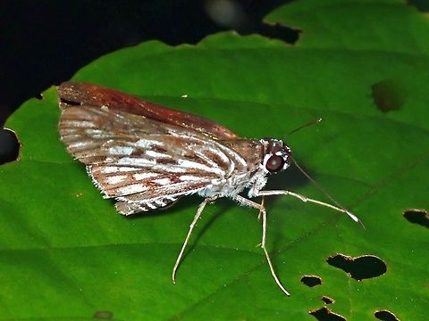 Chequered Lancer - Plastingia naga  Butterfly,Chequered Lancer,Malaysia,Penang,Plastingia naga,Skipper Butterfly