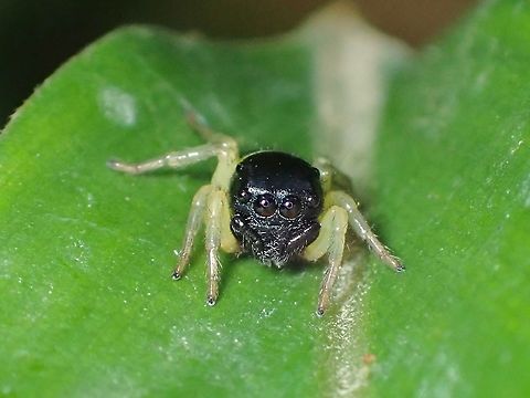 Jumping Spider - Pystira ephippigera  Jumping Spider,Malaysia,Penang,Pystira ephippigera,Spider