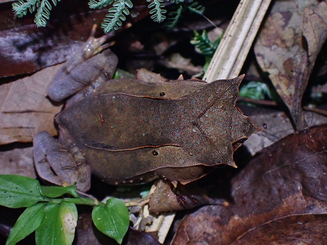 Horned Frog - Pelobatrachus nasutus Scientifc name previous under the genus Megophrys nasuta, now updated to Pelobatrachus nasutus. Frog,Horned Frog,Long-nosed horned frog,Malaysia,Pelobatrachus nasutus,Penang
