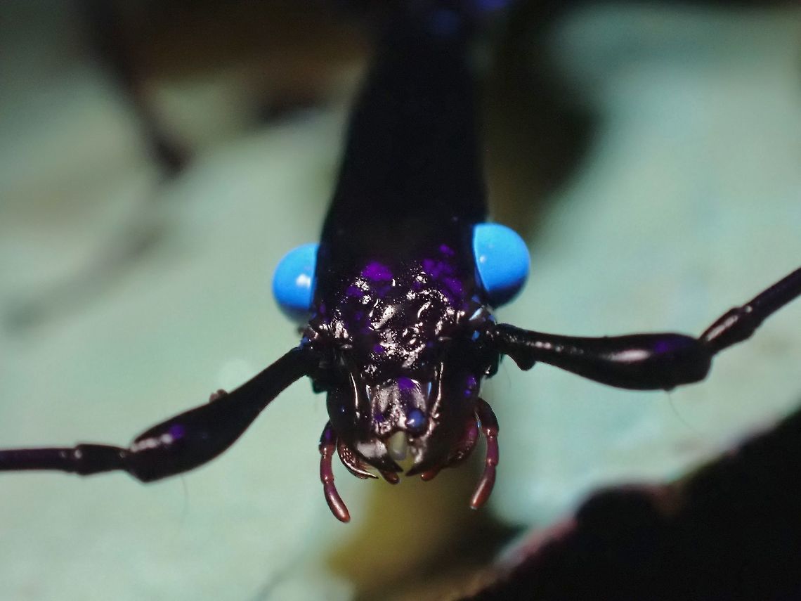 Blue Eyes! Only the eyes glows under UV lighting.<br />
<br />
<figure class="photo"><a href="https://www.jungledragon.com/image/122413/backlighting.html" title="Backlighting"><img src="https://s3.amazonaws.com/media.jungledragon.com/images/2994/122413_thumb.jpeg?AWSAccessKeyId=05GMT0V3GWVNE7GGM1R2&Expires=1759968010&Signature=pt7Fwko5rEiSJP8wDkKCYAmzNb8%3D" width="200" height="150" alt="Backlighting Violin Beetle - Mormolyce sp., mostly dark brown to black in colour with little features, shape shown better in backlighting. Beetle,Malaysia,Mormolyce,Mormolyce sp,Penang,Violin Beetle" /></a></figure> Beetle,Malaysia,Mormolyce,Mormolyce sp,Penang,Violin Beetle