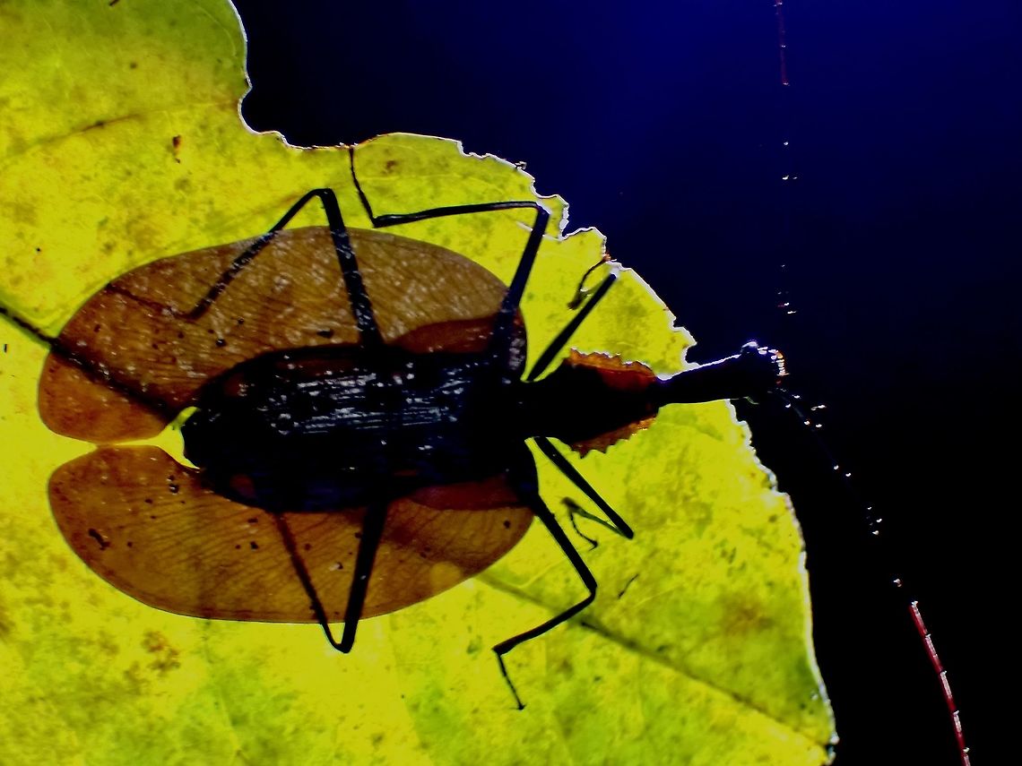 Backlighting Violin Beetle - Mormolyce sp., mostly dark brown to black in colour with little features, shape shown better in backlighting. Beetle,Malaysia,Mormolyce,Mormolyce sp,Penang,Violin Beetle