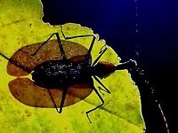 Backlighting Violin Beetle - Mormolyce sp., mostly dark brown to black in colour with little features, shape shown better in backlighting. Beetle,Malaysia,Mormolyce,Mormolyce sp,Penang,Violin Beetle