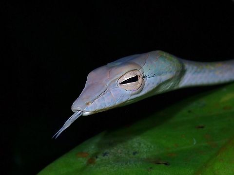 Matching Tongue https://www.jungledragon.com/image/122415/speckle-headed_whipsnake_-_ahaetulla_fasciolata.html Ahaetulla fasciolata,Malaysia,Penang,Snake,Speckle-Headed Whipsnake,Whipsnake