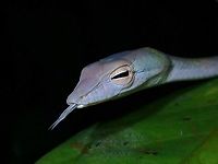 Matching Tongue https://www.jungledragon.com/image/122415/speckle-headed_whipsnake_-_ahaetulla_fasciolata.html Ahaetulla fasciolata,Malaysia,Penang,Snake,Speckle-Headed Whipsnake,Whipsnake
