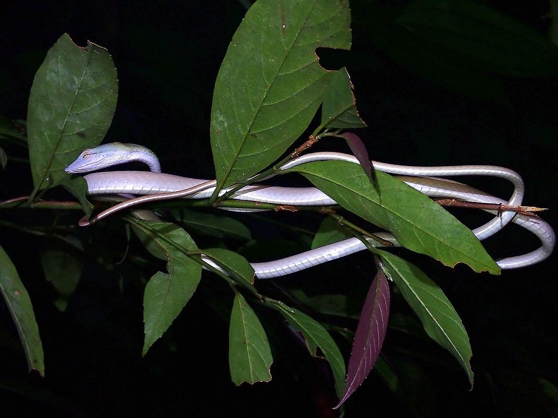 Speckle-Headed Whipsnake - Ahaetulla fasciolata <figure class="photo"><a href="https://www.jungledragon.com/image/122414/matching_tongue.html" title="Matching Tongue"><img src="https://s3.amazonaws.com/media.jungledragon.com/images/2994/122414_thumb.jpeg?AWSAccessKeyId=05GMT0V3GWVNE7GGM1R2&Expires=1759968010&Signature=QaWjuhwsy03Cjv0Gxdkg0tFlBtk%3D" width="200" height="152" alt="Matching Tongue https://www.jungledragon.com/image/122415/speckle-headed_whipsnake_-_ahaetulla_fasciolata.html Ahaetulla fasciolata,Malaysia,Penang,Snake,Speckle-Headed Whipsnake,Whipsnake" /></a></figure> Ahaetulla fasciolata,Malaysia,Penang,Snake,Speckle-Headed Whipsnake,Whipsnake