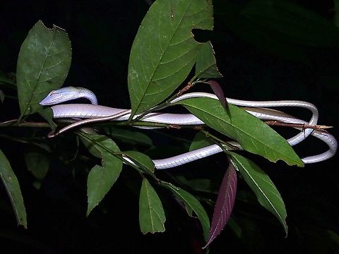 Speckle-Headed Whipsnake - Ahaetulla fasciolata https://www.jungledragon.com/image/122414/matching_tongue.html Ahaetulla fasciolata,Malaysia,Penang,Snake,Speckle-Headed Whipsnake,Whipsnake