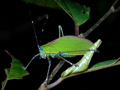 Beautiful Leaf! Leaf Katydid from the genus Scambophyllum. Katydid,Leaf Katydid,Malaysia,Penang,Scambophyllum,Scambophyllum sp