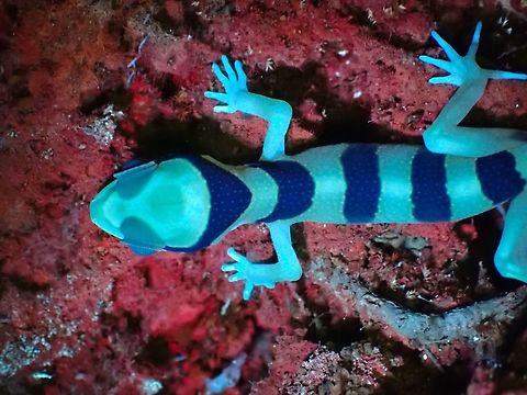 Gecko Blues Endemic to the Island, this species also glows under UV lighting. Bent-Toed Gecko,Cyrtodactylus pulchellus,Gecko,Malaysia,Penang,Penang Island Bent-Toed Gecko,Ultra Violet Light