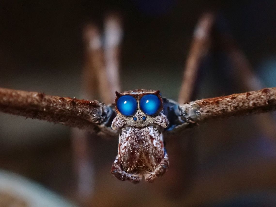 Blue Eyes! First encountered this Spider on the Island last November and have seen quite a few of them since then.<br />
When other macro photographers became aware of this find, they were very keen to see it too as they have been searching for this Spider on the island for many years!<br />
<br />
This Spider usually comes out of &#039;hiding&#039; when it starts to get dark to construct it&#039;s net-webbings, which it used to cast to catch preys that crawls under it.  If it fails to catch prey during the night, it will consumes back the webbings that it has constructed.  During day time, it hides among old leafs and twigs where it blends in very well as camouflage.<br />
<br />
The eyes of this Spider glows up clearly under UV lighting.<br />
<br />
<section class="video"><iframe width="448" height="282" src="https://www.youtube-nocookie.com/embed/Gwd46IuOlzU?hd=1&autoplay=0&rel=0" frameborder="0" allowfullscreen></iframe></section> Asianopis,Asianopis sp,Malaysia,Net Casting Spider,Ogre Faced Spider,Penang,Spider,Ultra Violet Light