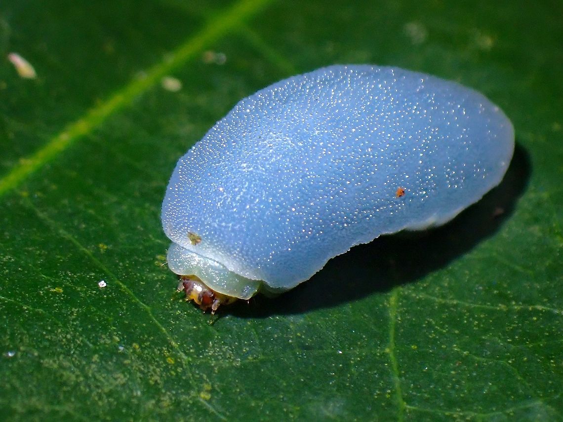 Bubble Gum? Caterpillar of Stinging Slug Caterpillar Moth - Belippa horrida Belippa horrida,Caterpillar,Malaysia,Moth,Penang,Stinging Slug Caterpillar Moth