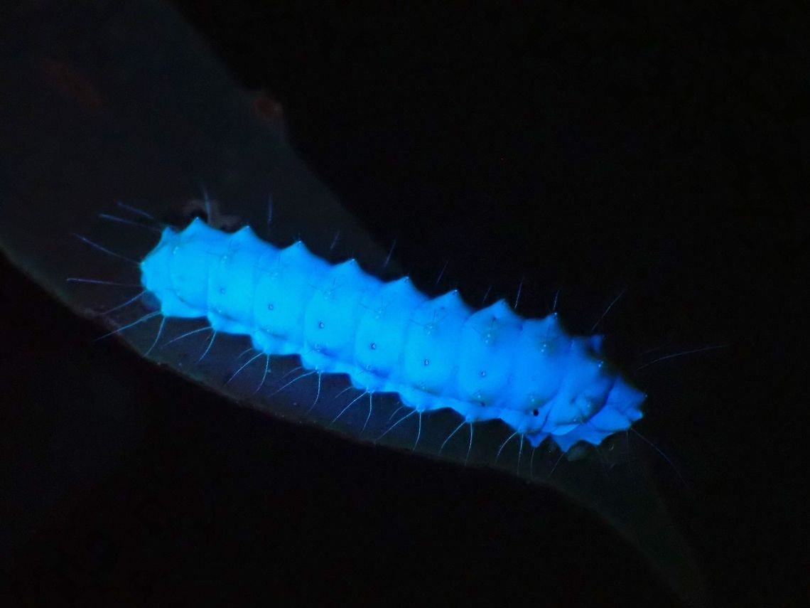 Glowing Caterpillar Red Slug Caterpillar seen under UV lighting. <br />
<br />
<figure class="photo"><a href="https://www.jungledragon.com/image/122459/red_slug_caterpillar_-_eterusia_sp.html" title="Red Slug Caterpillar - Eterusia sp."><img src="https://s3.amazonaws.com/media.jungledragon.com/images/2994/122459_thumb.jpeg?AWSAccessKeyId=05GMT0V3GWVNE7GGM1R2&Expires=1769040010&Signature=K%2BZ2vwKAs8asSoTU76T1SMOTm9Y%3D" width="200" height="150" alt="Red Slug Caterpillar - Eterusia sp.  Caterpillar,Eterusia,Eterusia sp,Malaysia,Moth,Penang,Red Slug Caterpillar" /></a></figure> Burnet Moth,Caterpillar,Eterusia,Eterusia sp,Malaysia,Penang,Red Slug Caterpillar,Ultra Violet Light