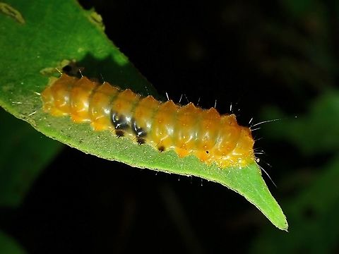 Red Slug Caterpillar - Eterusia sp.  Caterpillar,Eterusia,Eterusia sp,Malaysia,Moth,Penang,Red Slug Caterpillar