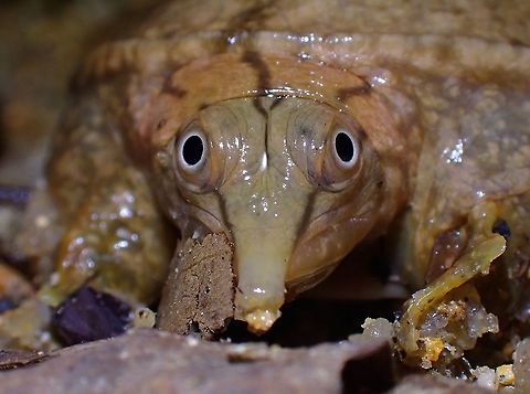 Cute? A juvenile Malayan Softshell Turtle - Dogania subplana, just around 10-12 cm.

 Dogania subplana,Malayan Softshell Turtle,Malaysia,Penang,Softshell Turtle,Turtle