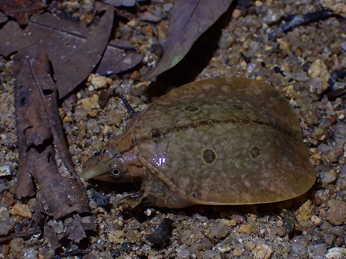 Malayan Softshell Turtle - Dogania subplana  Dogania subplana,Malayan Softshell Turtle,Malaysia,Penang,Softshell Turtle,Turtle