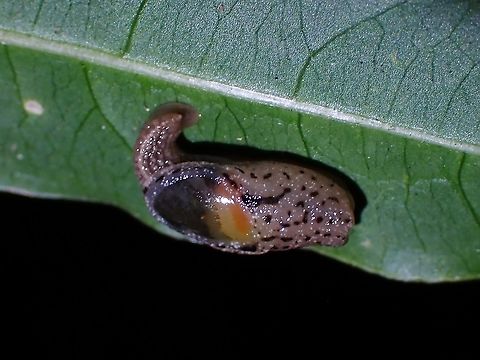 Yellow-Shelled Semi-Slug - Parmarion martensi  Malaysia,Parmarion martensi,Penang,Semi-Slug,Yellow-Shelled Semi-Slug