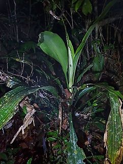 Plant - Hanguana malayana  Hanguana malayana,Malaysia,Penang,Plant