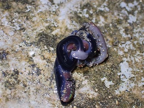 Earth Worm Meal Hammerhead Worm - Bipalium javanum, feeding on an Earth Worm Bipalium javanum,Hammerhead Worm,Malaysia,Penang