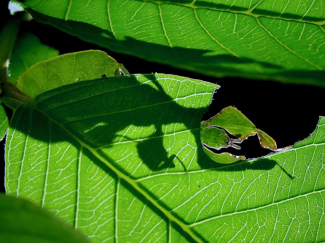 Light through Leaf Male nymph of Leaf Insect - Pulchriphyllium bioculatum (previously Phyllium (Pulchriphyllium) bioculatum Gray's Leaf Insect,Leaf Insect,Malaysia,Penang,Phasmatodea,Phasmid,Phasmida,Pulchriphyllium bioculatum