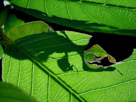 Light through Leaf Male nymph of Leaf Insect - Pulchriphyllium bioculatum (previously Phyllium (Pulchriphyllium) bioculatum Gray's Leaf Insect,Leaf Insect,Malaysia,Penang,Phasmatodea,Phasmid,Phasmida,Pulchriphyllium bioculatum