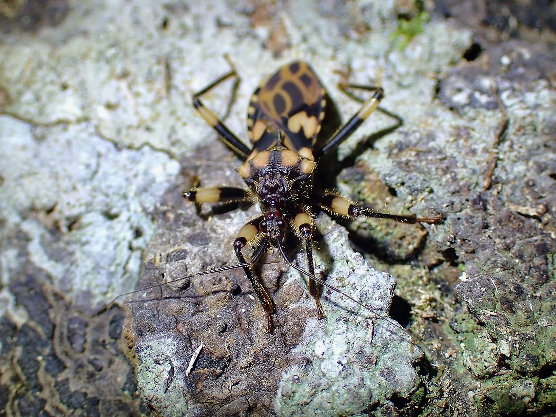 Assassin Bug - Acanthaspis inermis  Acanthaspis inermis,Assassin Bug,Malaysia,Penang