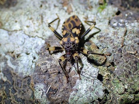 Assassin Bug - Acanthaspis inermis  Acanthaspis inermis,Assassin Bug,Malaysia,Penang