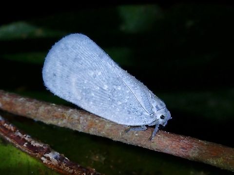 Flatid Planthopper - Bythopsyrna tineoides  Bythopsyrna tineoides,Flatid Planthopper,Hopper,Malaysia,Penang,Planthopper