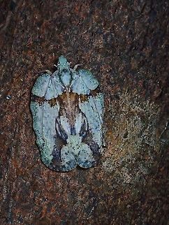 How many Critters can you see? Flatid Planthopper from subfamliy Flatoidinae Flatid Planthopper,Flatoidinae,Hopper,Malaysia,Penang,Planthopper