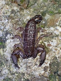 Dwarf Wood Scorpion - Liocheles australasiae  Dwarf Wood Scorpion,Liocheles australasiae,Malaysia,Penang,Scorpion,Wood Scorpion