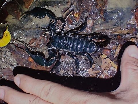 Giant! This Giant Blue Scorpion is huge in size with impressive claws and stinger! Giant Blue Scorpion,Heterometrus spinifer,Malaysia,Penang,Scorpion