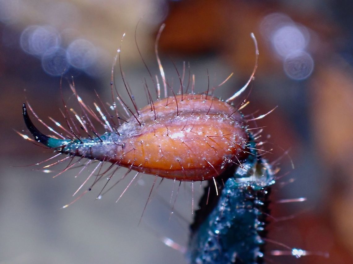 Stinger! Impressive Stinger of Giant Blue Scorpion - Heterometrus spinifer Giant Blue Scorpion,Heterometrus spinifer,Malaysia,Penang,Scorpion
