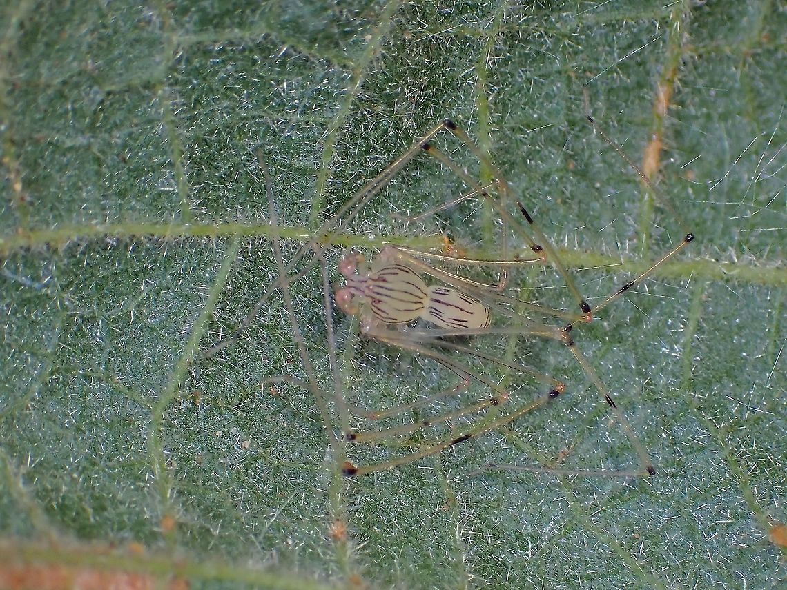 Spitting Spider - Scytodes pallida  Malaysia,Penang,Scytodes pallida,Spider,Spitting Spider
