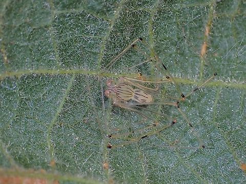 Spitting Spider - Scytodes pallida  Malaysia,Penang,Scytodes pallida,Spider,Spitting Spider
