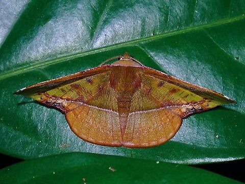 Geometrid Moth - Fascellina clausaria  Fascellina clausaria,Geometrid Moth,Malaysia,Moth,Penang