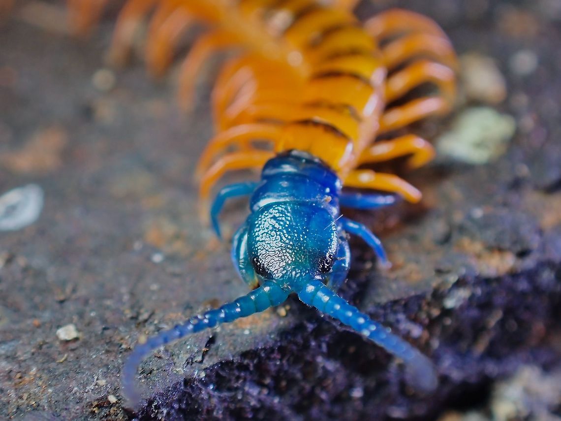 Gorgeous Beauty!  Centipede,Malaysia,Penang,Scolopendra dehaani