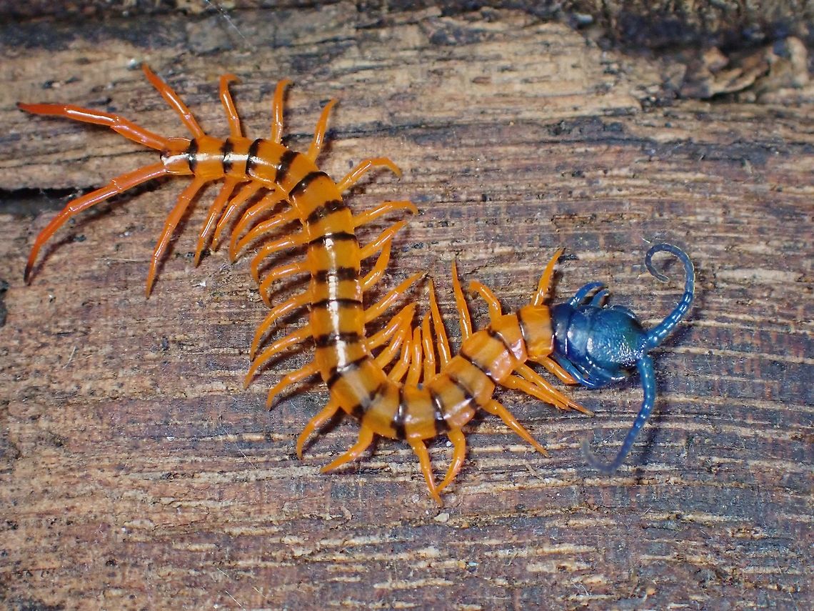 Centipede - Scolopendra dehaani  Centipede,Malaysia,Penang,Scolopendra dehaani