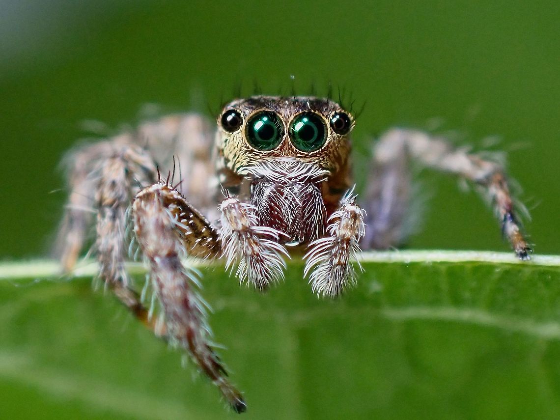 Pantropical Jumping Spider - Plexippus paykulli  Jumping Spider,Malaysia,Pantropical Jumping Spider,Penang,Plexippus paykulli,Spider