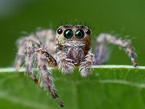 Pantropical Jumping Spider - Plexippus paykulli  Jumping Spider,Malaysia,Pantropical Jumping Spider,Penang,Plexippus paykulli,Spider