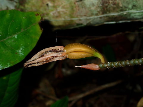 Orchid - Coelogyne monilirachis  Coelogyne monilirachis,Flowers,Malaysia,Orchid,Sabah