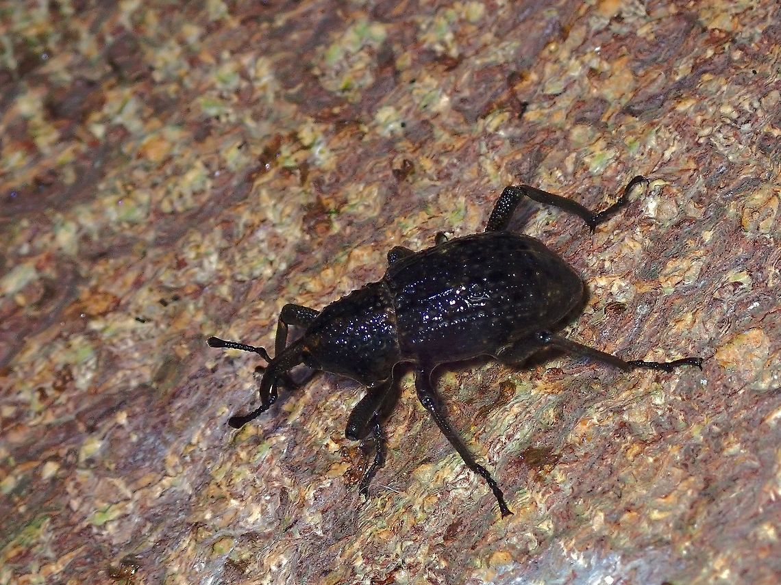 Weevil - Sipalinus gigas  Malaysia,Penang,Sipalinus gigas,Weevil