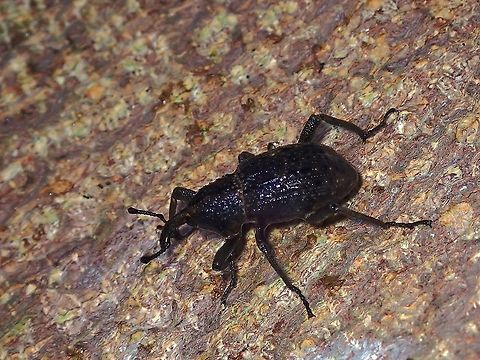 Weevil - Sipalinus gigas Malaysia,Penang,Sipalinus gigas,Weevil