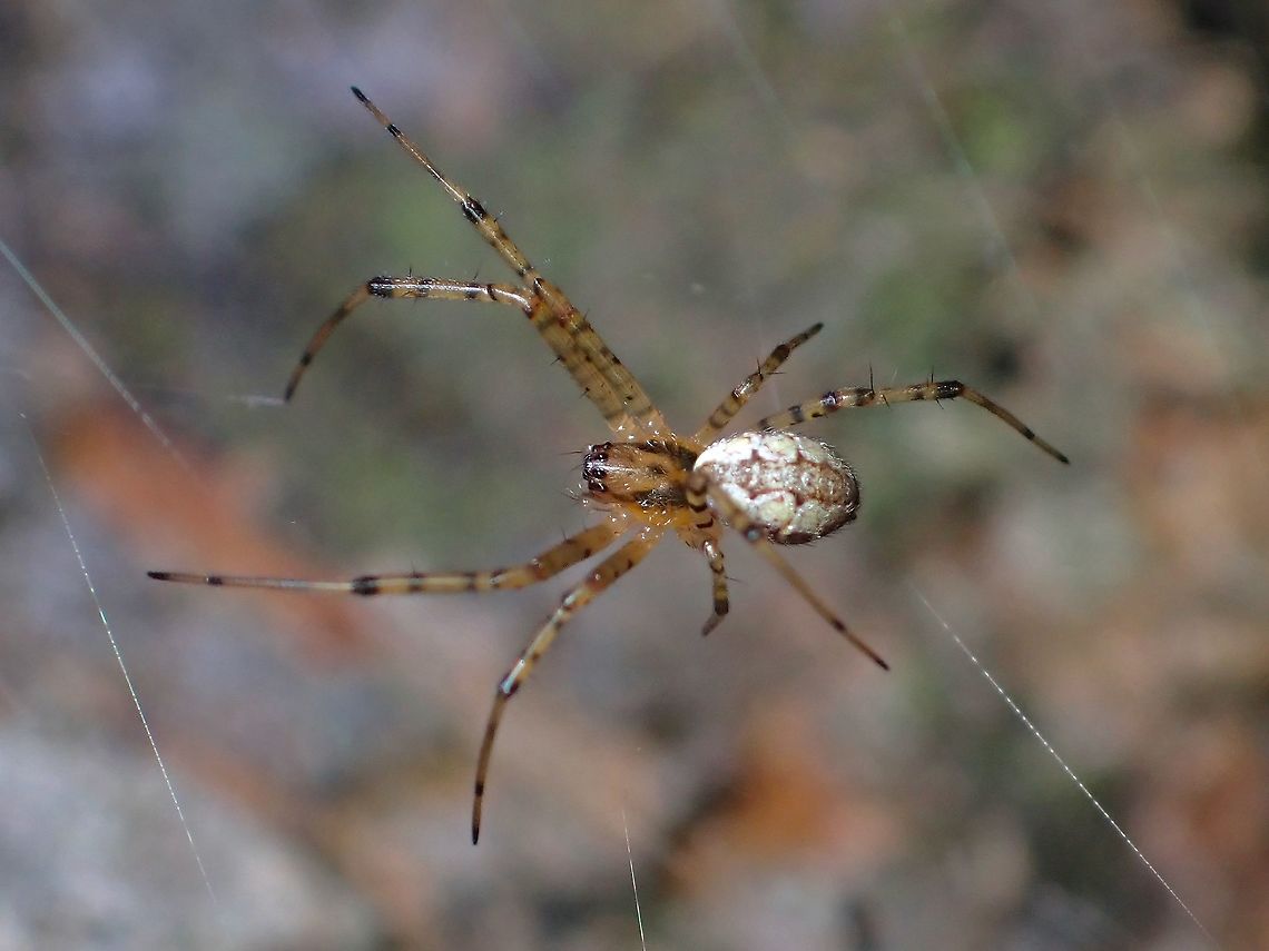 Asian Hermit Spider - Nephilengys malabarensis  Asian Hermit Spider,Malaysia,Nephilengys malabarensis,Penang,Spider
