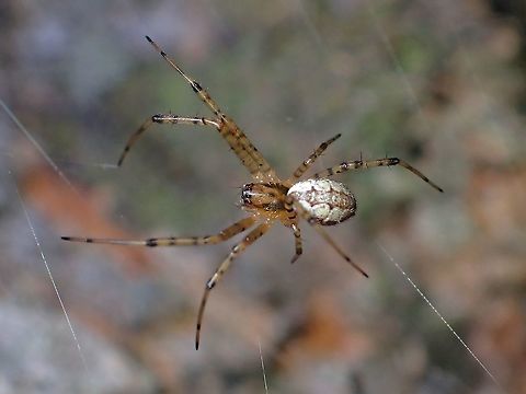 Asian Hermit Spider - Nephilengys malabarensis  Asian Hermit Spider,Malaysia,Nephilengys malabarensis,Penang,Spider