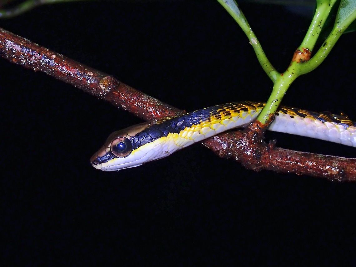 Banded Bronzeback - Dendrelaphis striatus  Banded Bronzeback,Banded Bronzeback Snake,Bronzeback Snake,Dendrelaphis striatus,Malaysia,Penang,Snake