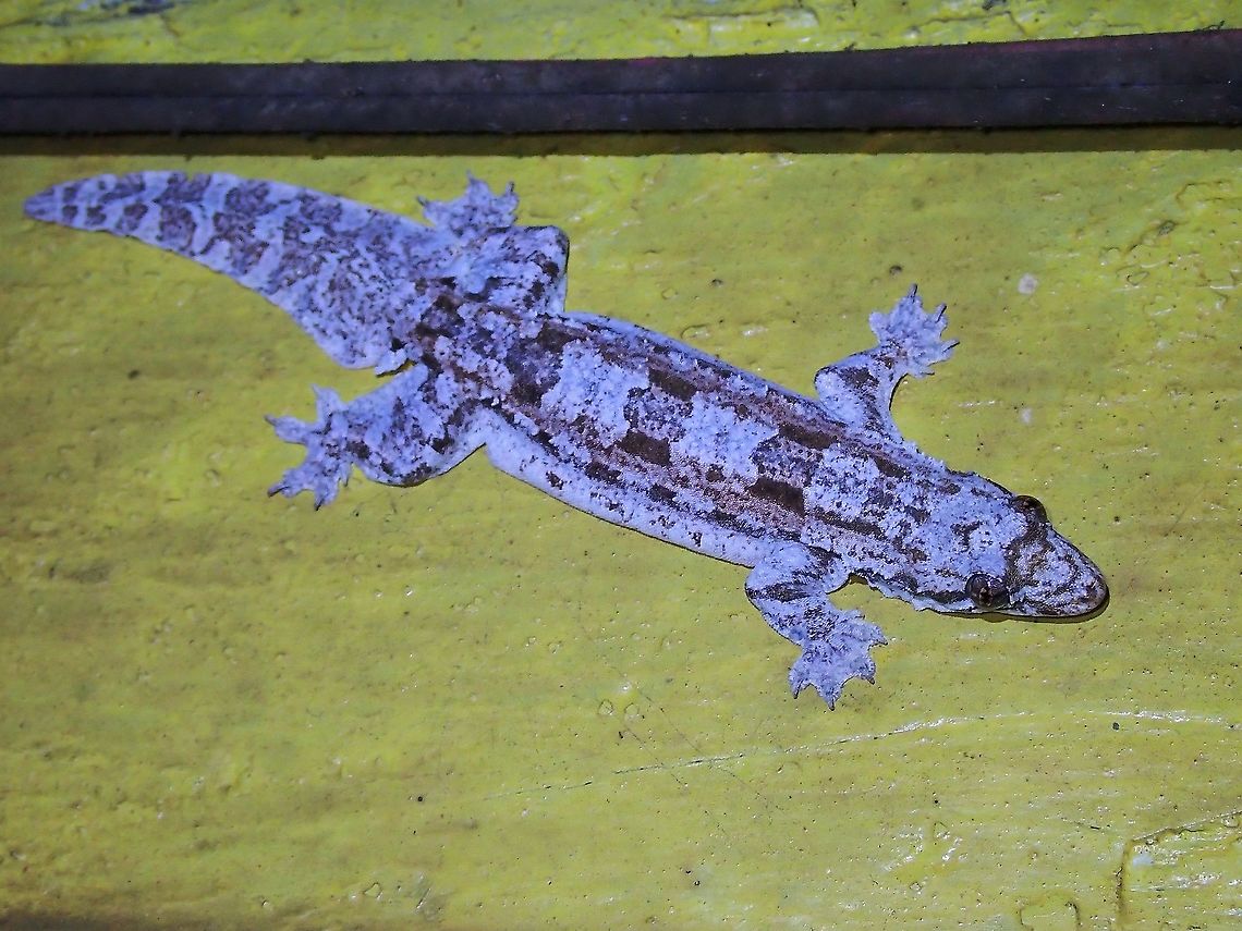 Frilled Gecko - Hemidactylus craspedotus Saw this Frilled Gecko - Hemidactylus craspedotus at the same abandoned house where I have seen many times Kuhl's Flying Gecko and had thought it is the same, so was surprised it is a different and equally interesting Gecko :D Frilled Gecko,Gecko,Hemidactylus craspedotus,Malaysia,Penang